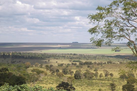 CERRADO - Desmatamento no bioma supera Amazônia pela primeira vez